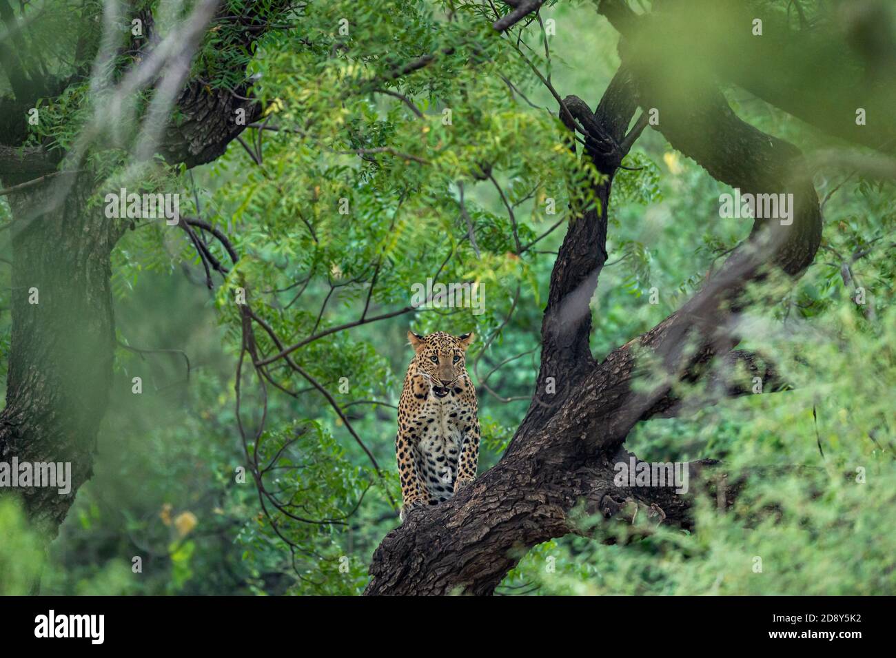 Un leopardo selvaggio arrabbiato o pantera sul tronco dell'albero dentro sfondo verde monsone naturale nella foresta di jhalana o nella riserva leopardo jaipur rajasthan india - panth Foto Stock