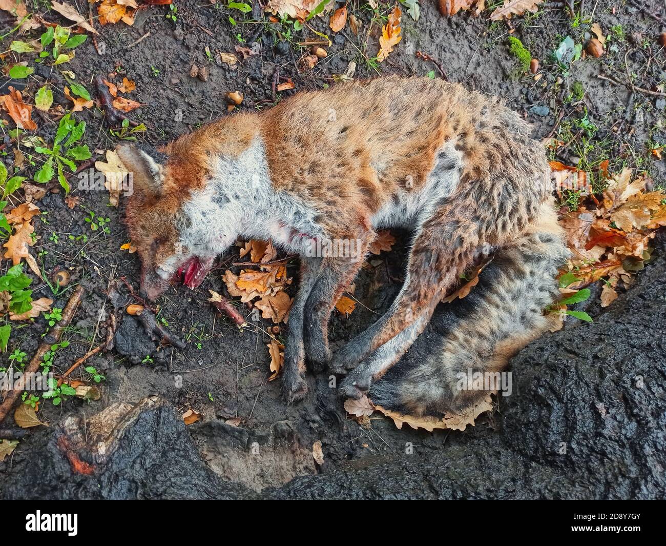 Una volpe urbana morta su una strada in un'area urbana. Foto Stock