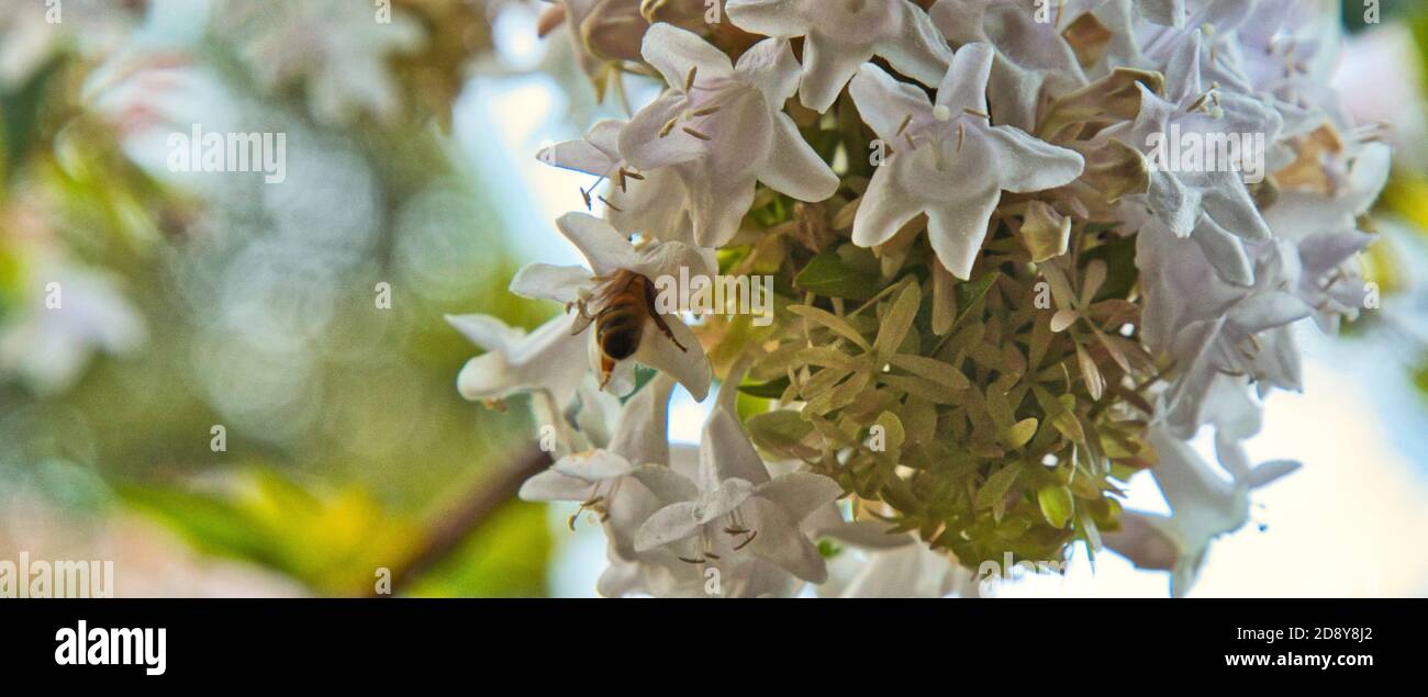 Un'ape all'interno di un fiore Foto Stock