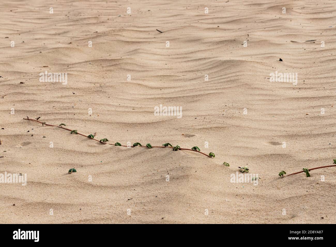 Un'attrezzatura di una pianta di sabbia che si radica nella sabbia primo piano Foto Stock