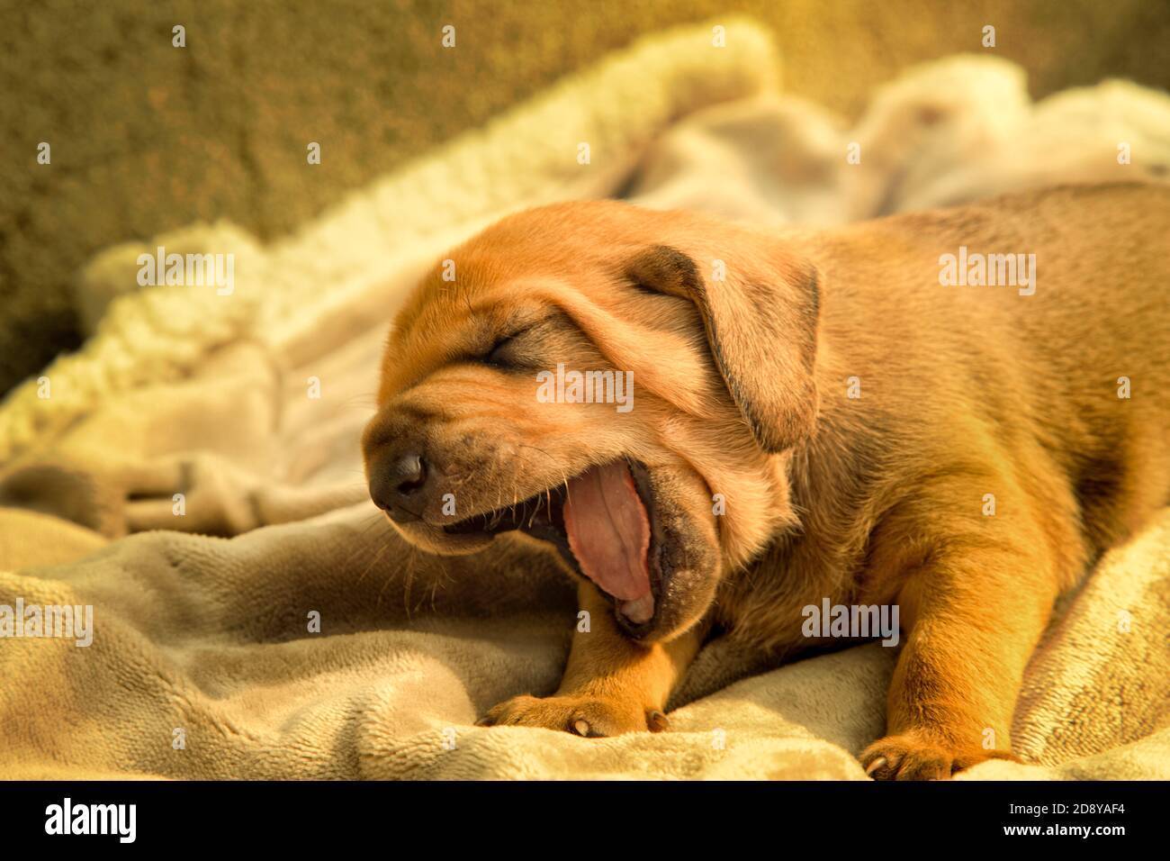 una vista di un cane cucciolo Foto Stock