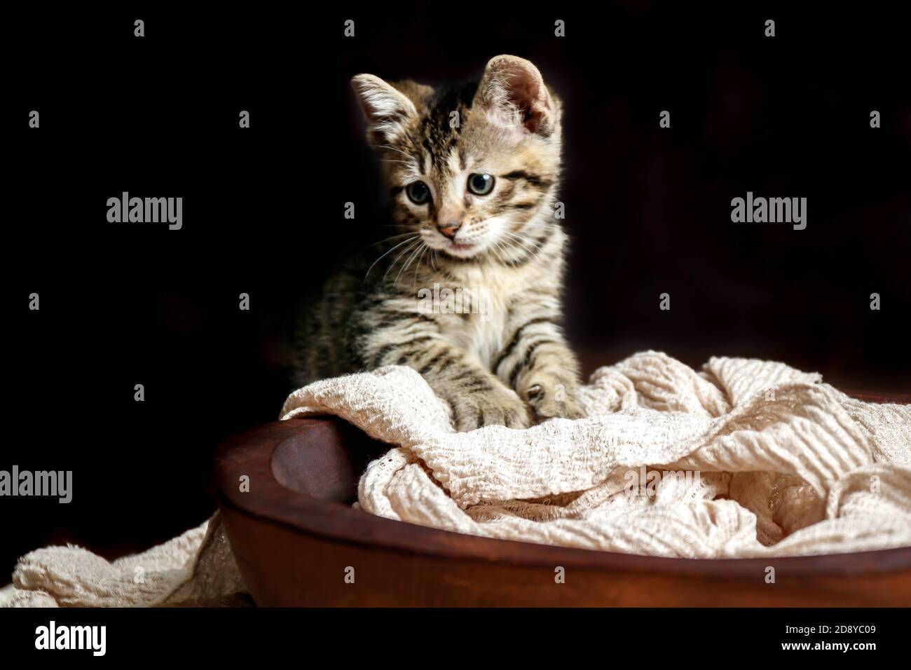 Carino piccolo gattino Toyger con strisce tigre in un buio studio in primo piano Foto Stock Carino piccolo gattino Toyger con strisce tigre in un buio studio in primo piano Foto Stock