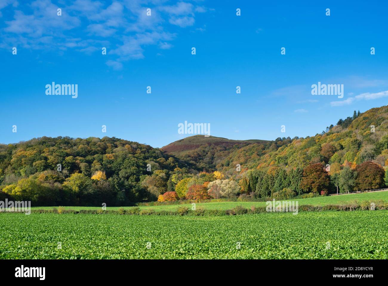 Alberi d'autunno su parte delle colline malvern da poco Malvern. Little Malvern, Worcestershire, Inghilterra Foto Stock