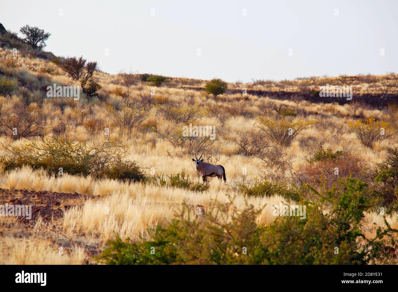 oryx nel deserto della Namibia, Africa Foto Stock