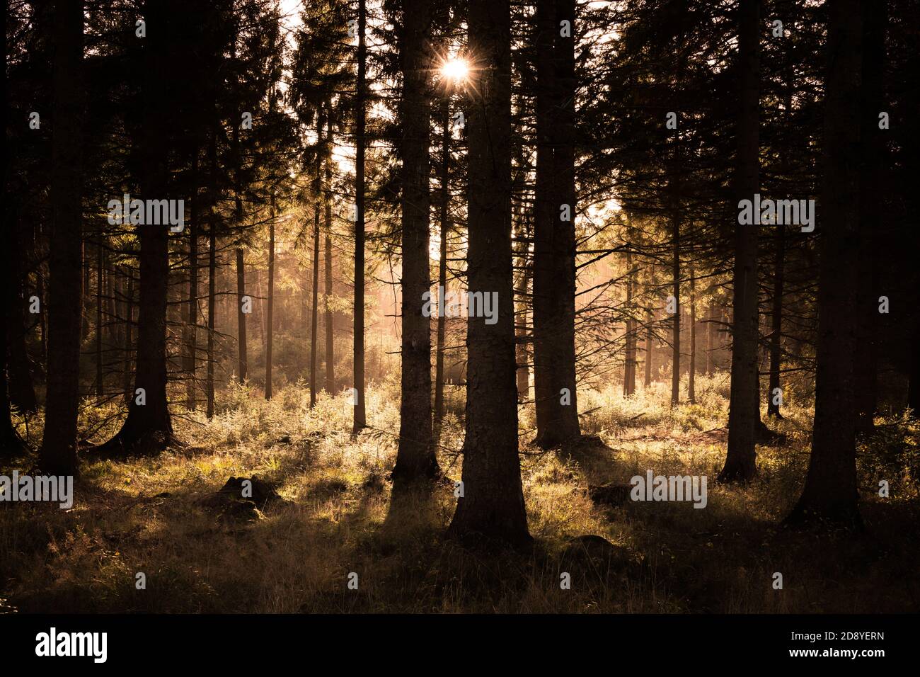 Sunlit Woodland, Timble Ings Wood, North Yorkshire Foto Stock