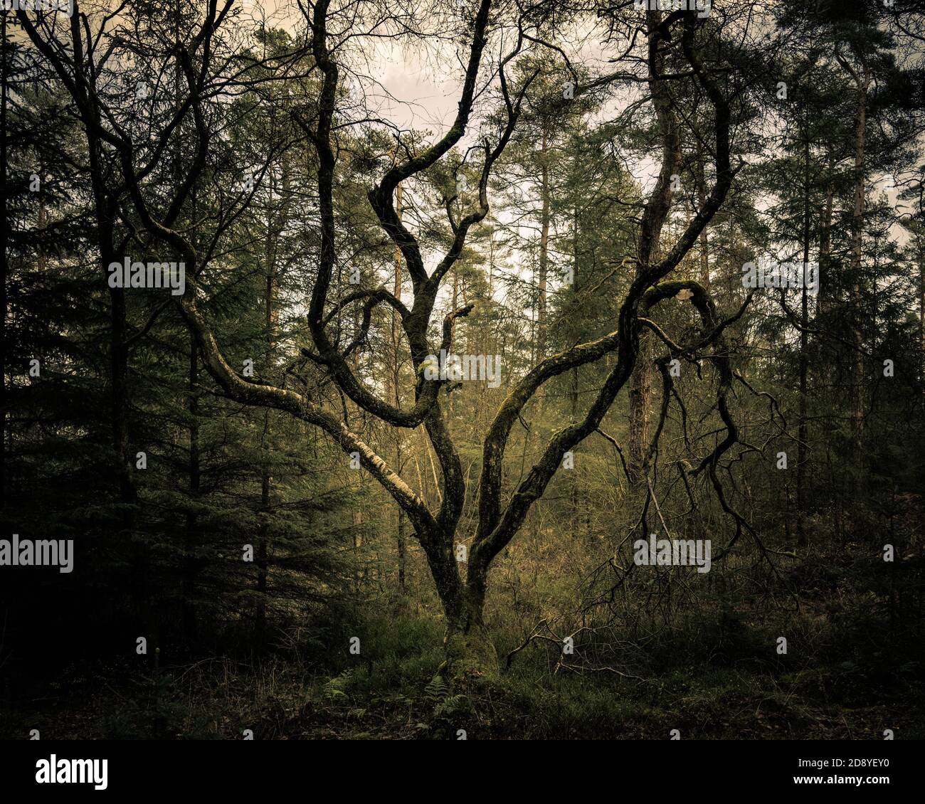 Twisted Birch Tree, Timble Ings Wood, North Yorkshire Foto Stock