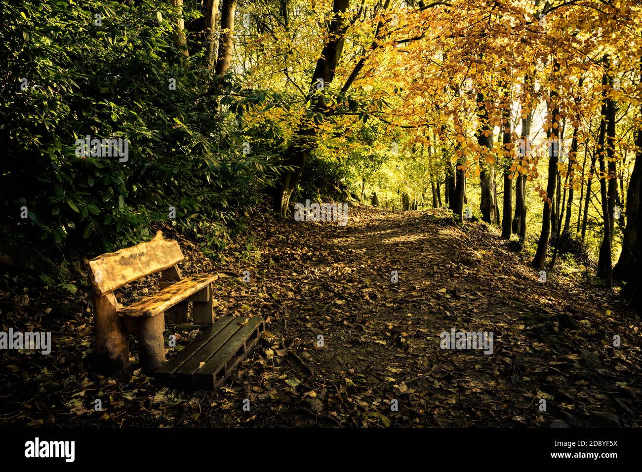 Panchina in Fishlond Wood, Nodderdale, North Yorkshire Foto Stock