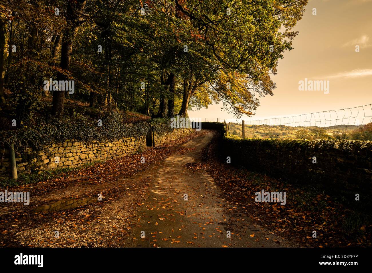 Country Lane in autunno, Nidderdale, North Yorkshire Foto Stock