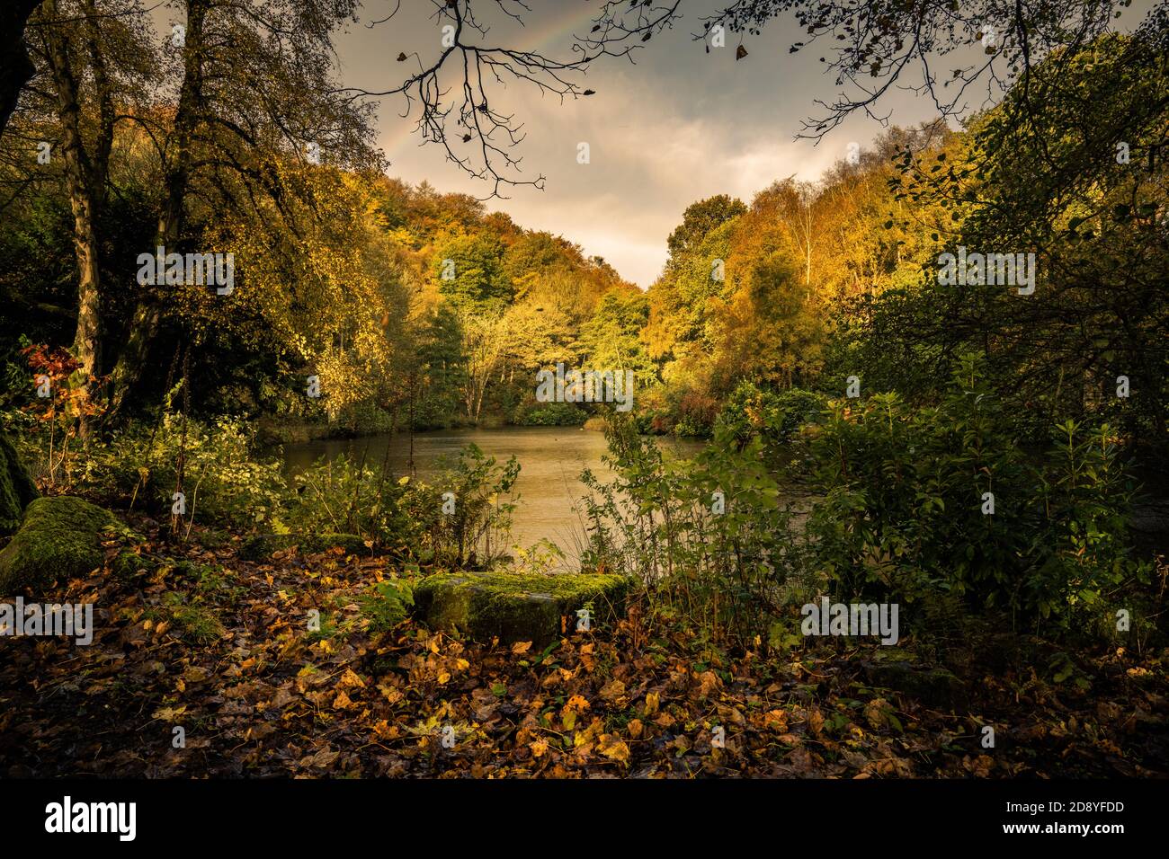 Fishlond Wood in autunno, Nidderdale, North Yorkshire Foto Stock