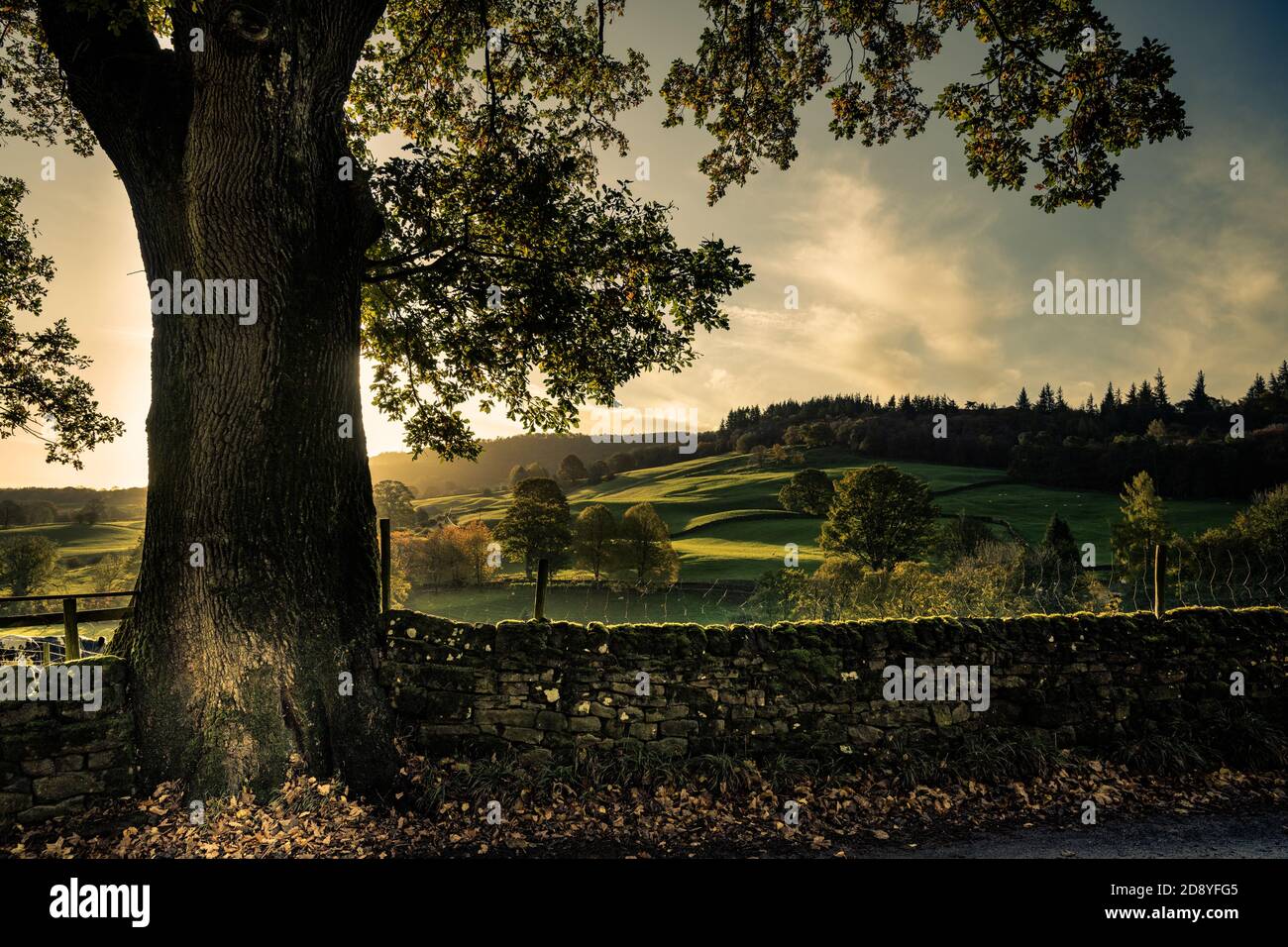 Oak Tree on Country Lane, Nidderdale, North Yorkshire Foto Stock