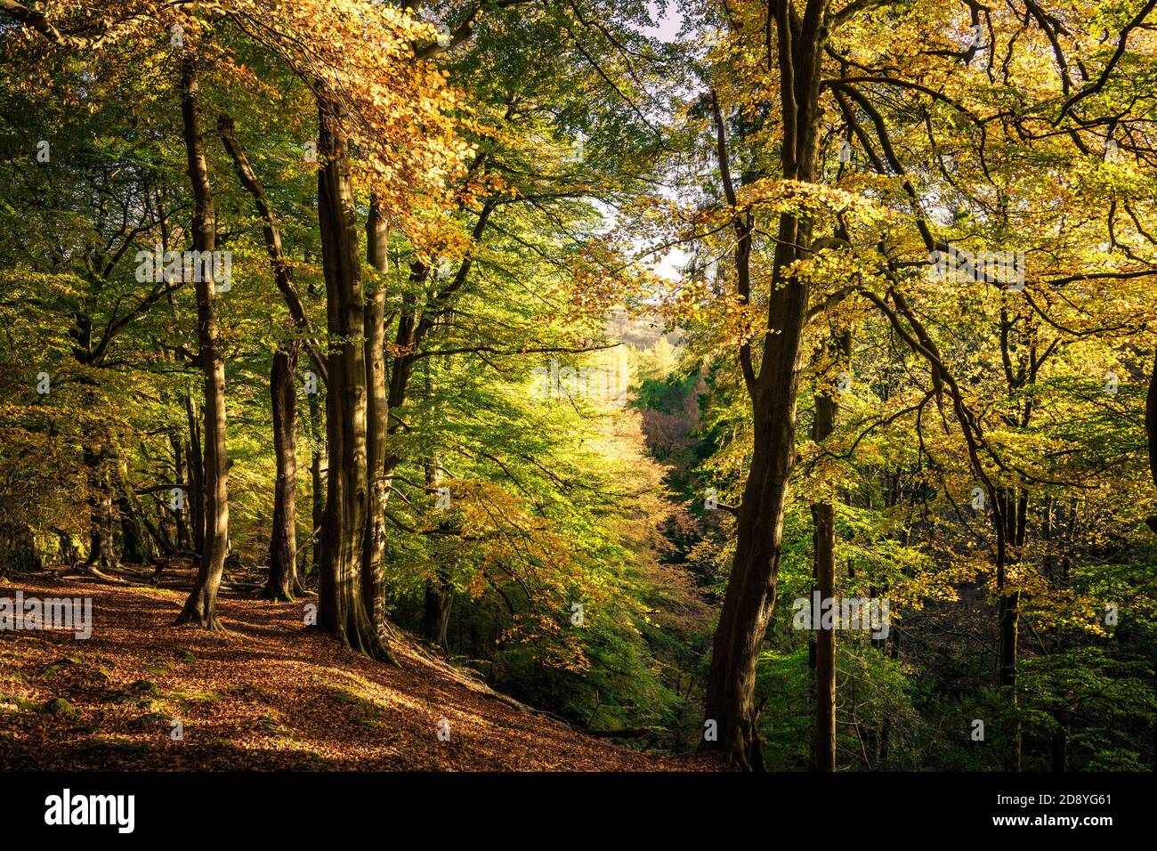 Strikes Wood in autunno, Nidderdale, North Yorkshire Foto Stock