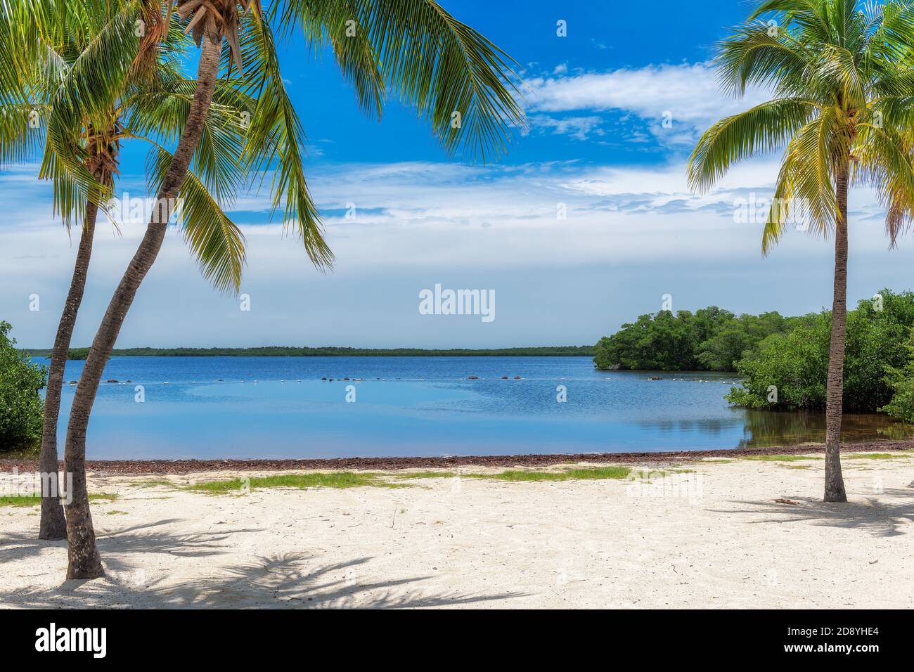 Palme sulla spiaggia di Key West, Florida, Stati Uniti Foto Stock