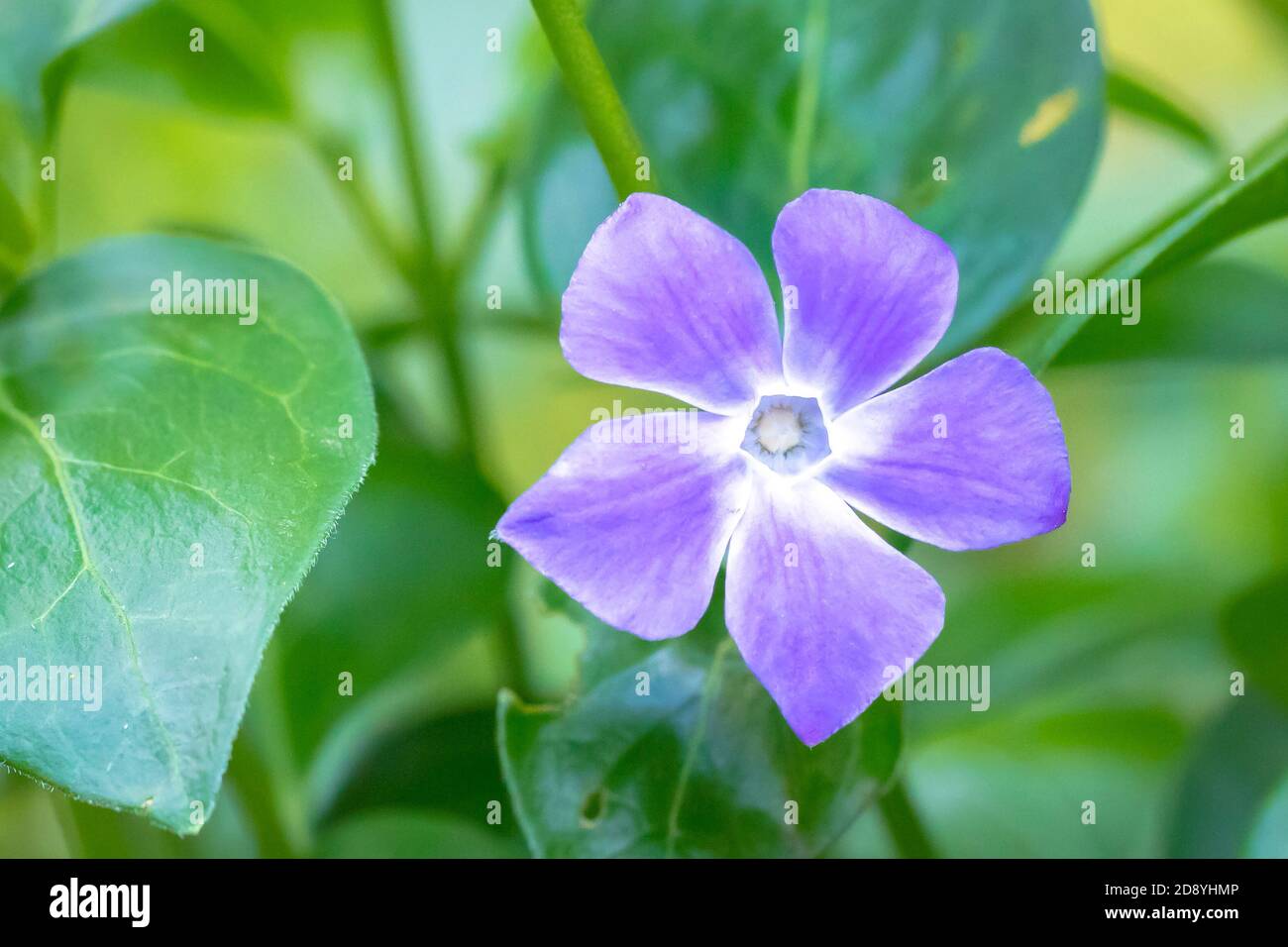 Vinca Major, con i nomi comuni perivinkle bigleaf, perivinkle grande, perivinkle maggiore e perivinkle blu, è una specie di pianta fiorente in Th Foto Stock