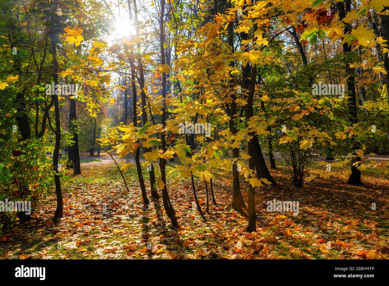 Rami di acero con foglie gialle appese splendidamente in sole stagione autunnale. Foto Stock