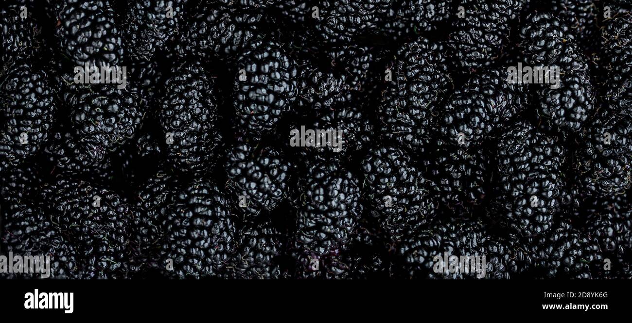 Sfondo Mulberry. Fresh Mulberrys vista dall'alto. Nero Berries ampio sfondo Foto Stock