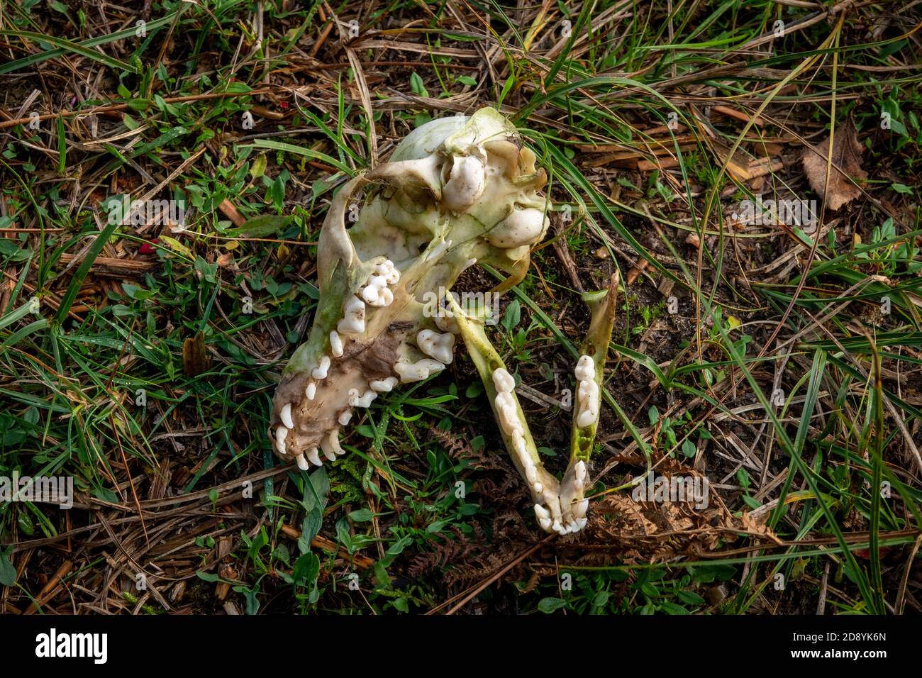 Due metà di un cranio di tasso che si stesa sull'erba Foto Stock
