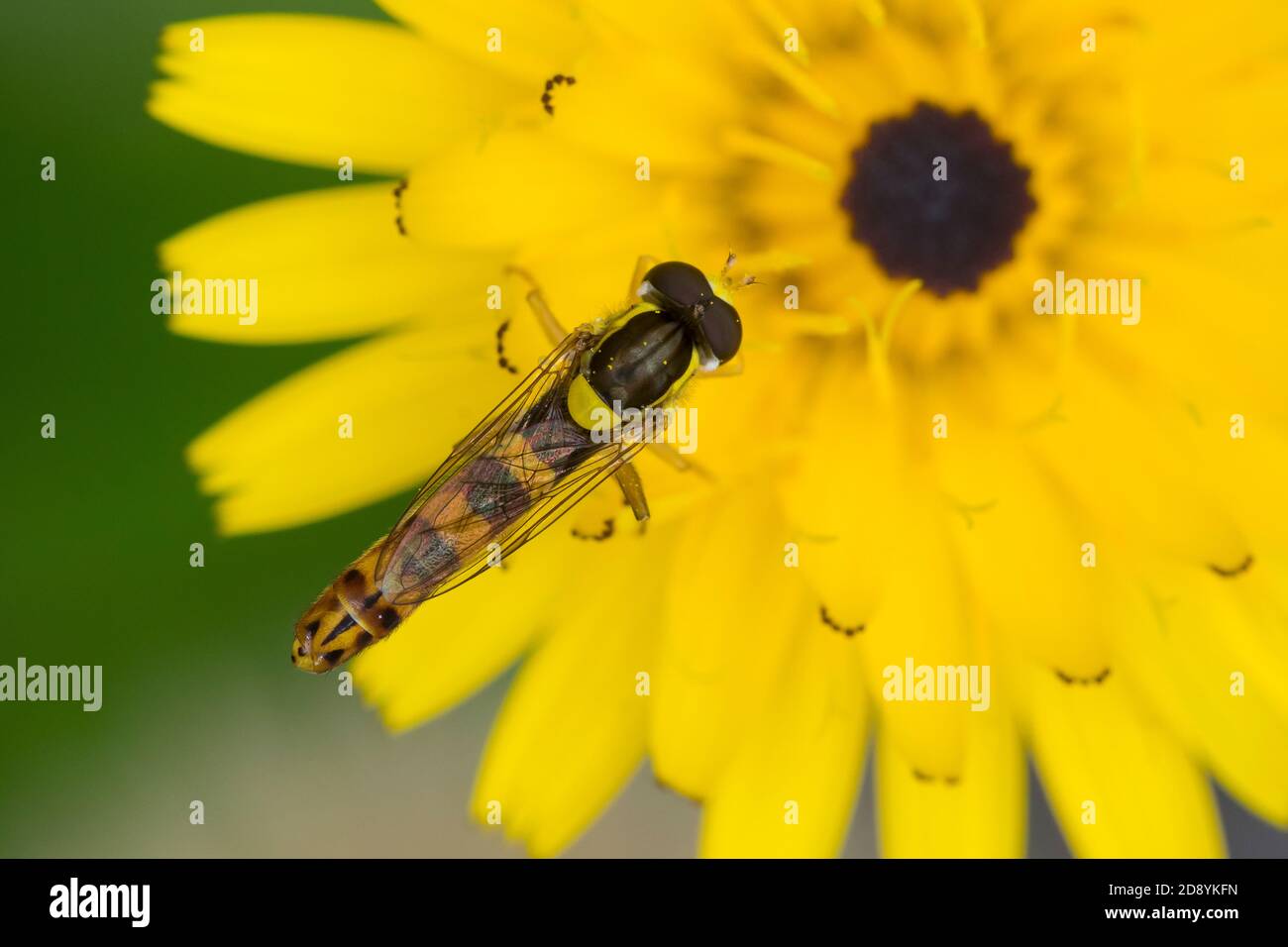 Gewöhnliche Langbauchschwebfliege, Blütenbesuch, Nektarsuche, Stift-Schwebfliege, Stiftschwebfliege, Langbauch-Schwebfliege, Schwebfliege, Männchen, S. Foto Stock