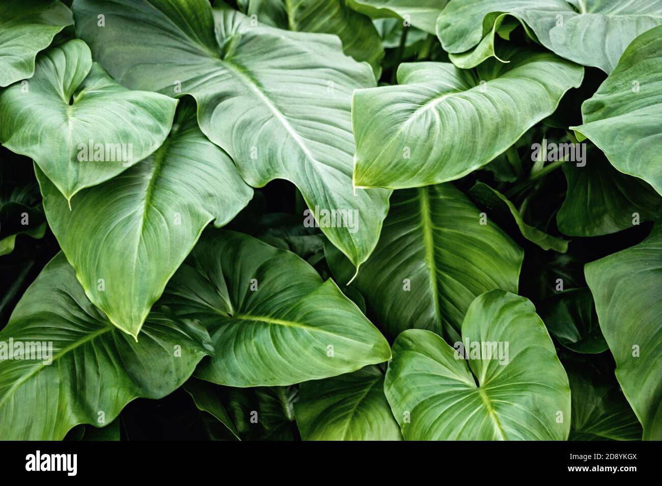 Piante verdi dell'orecchio dell'elefante (Cococasia) in giardino Foto Stock