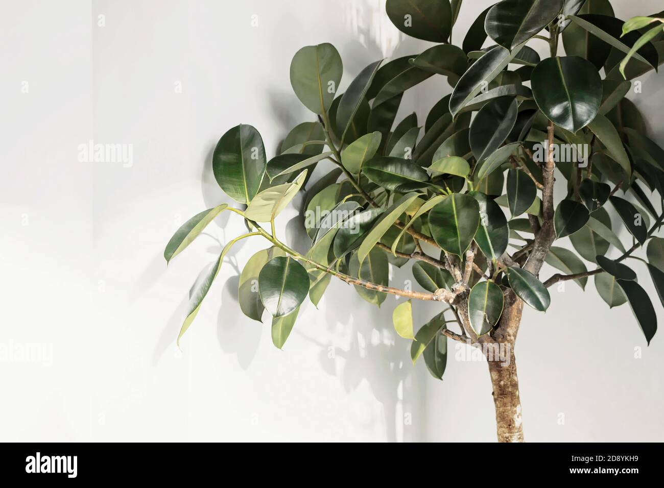 Ficus elastica pianta (albero di gomma) con parete bianca Foto Stock