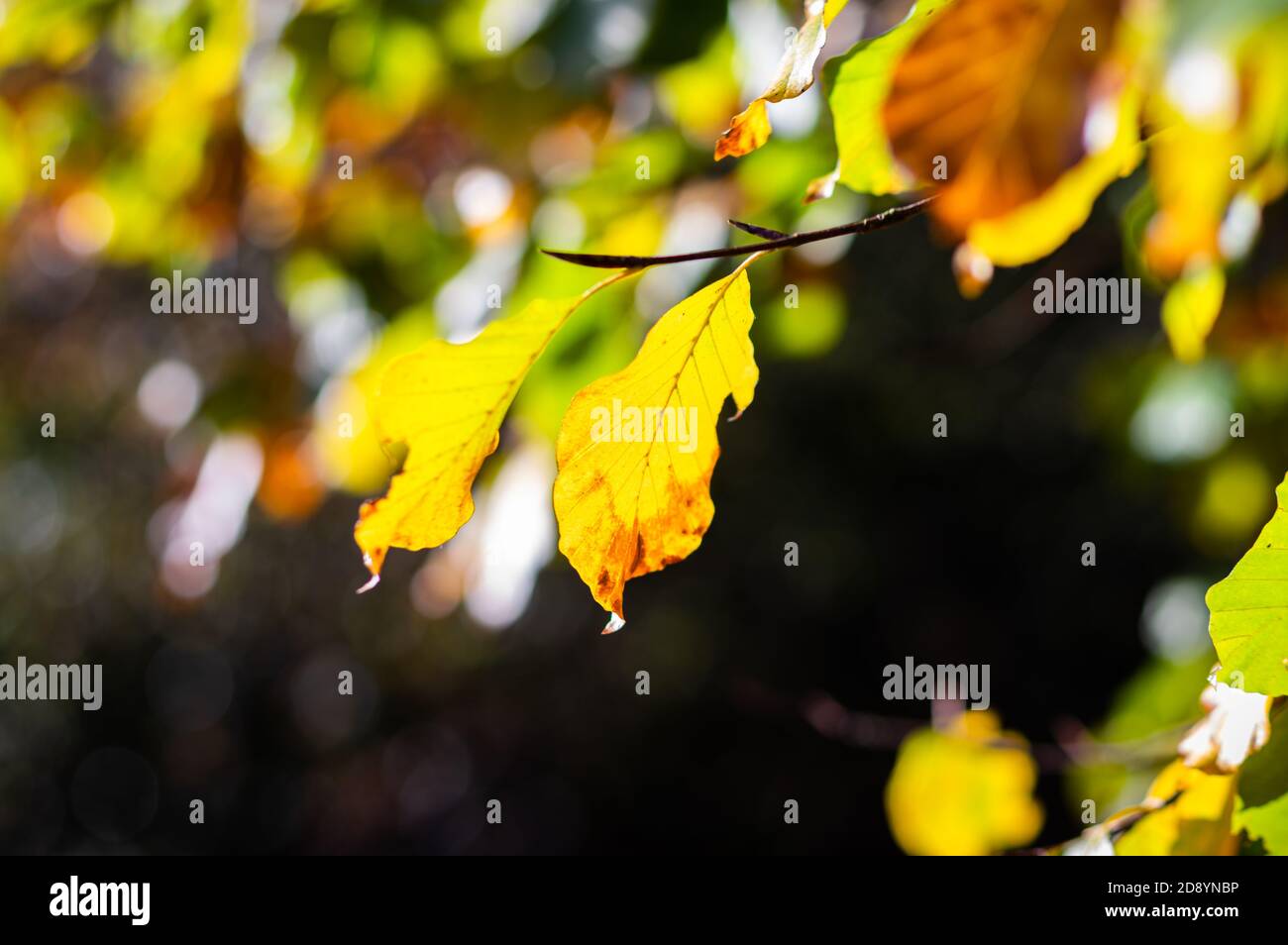 La luce solare illumina i colori autunnali sulle foglie. Foto Stock