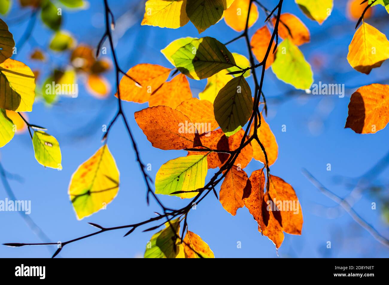 La luce del sole illumina i colori autunnali sulle foglie contro un cielo blu. Foto Stock