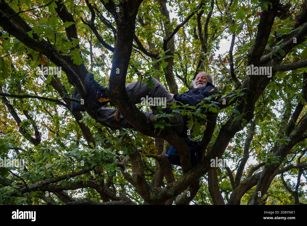 Uomo anziano 55-60 anni seduta nei rami di un albero, protestore ambientale, attivista, albero seduta Foto Stock