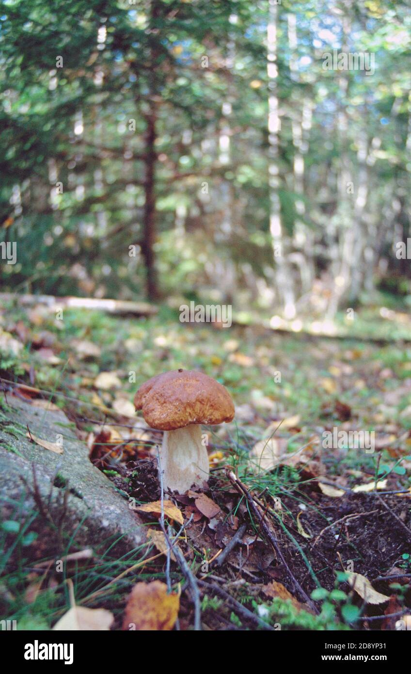 Ceps di bosco fresco - funghi selvatici una foresta in Svezia Foto Stock