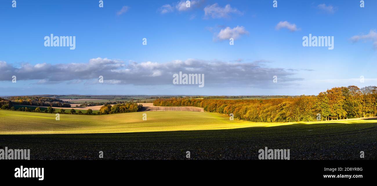 Un paesaggio tipicamente inglese autunnale illuminato da luce dorata nel tardo pomeriggio a Farley Mount, Hampshire, Inghilterra. Immagine panoramica ad alta risoluzione. Foto Stock