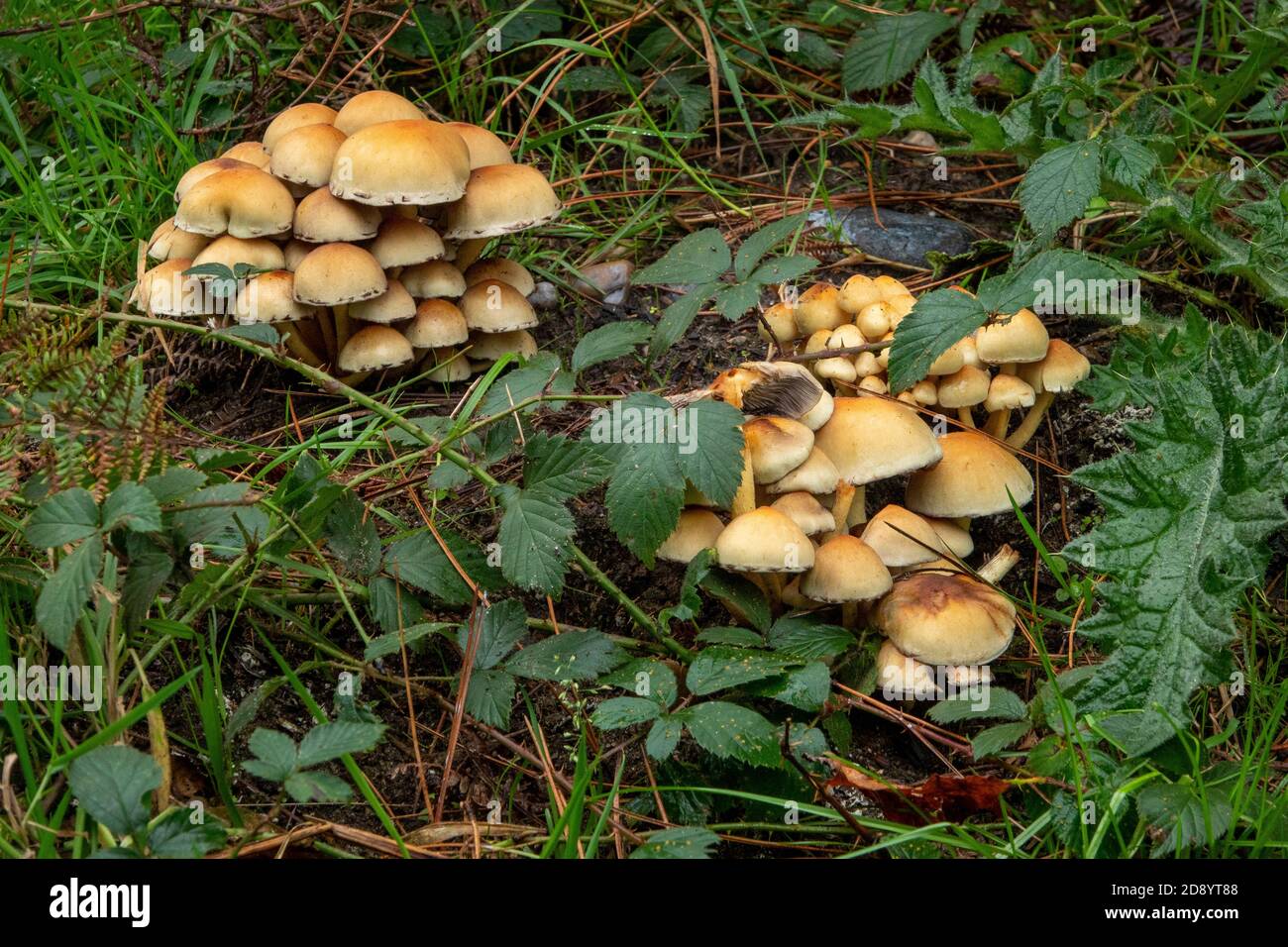 Sulphur Head Mushroom, Suffolk Woodland, Regno Unito Foto Stock