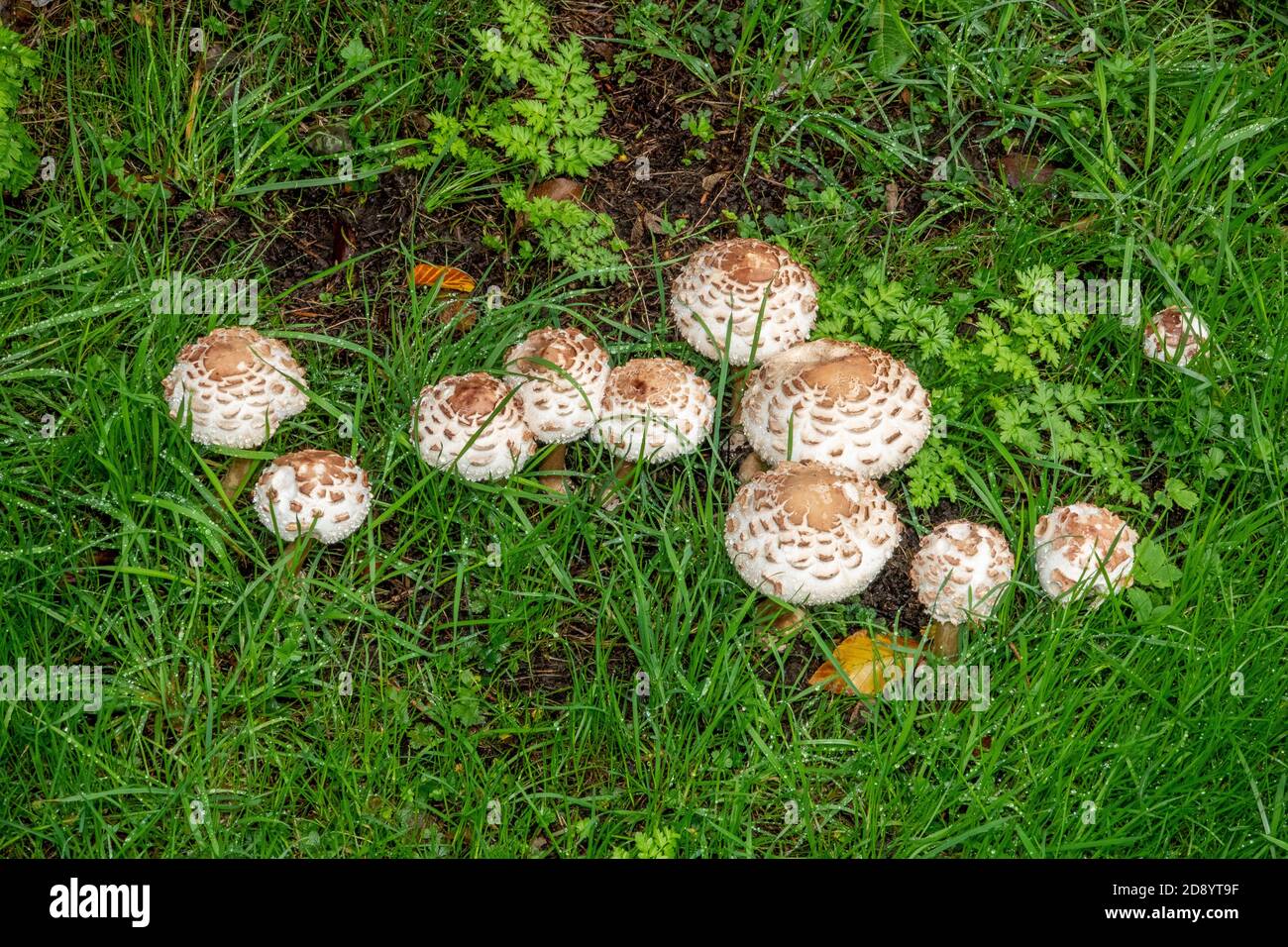 Parasol Mushroom a Suffolk, Regno Unito Foto Stock