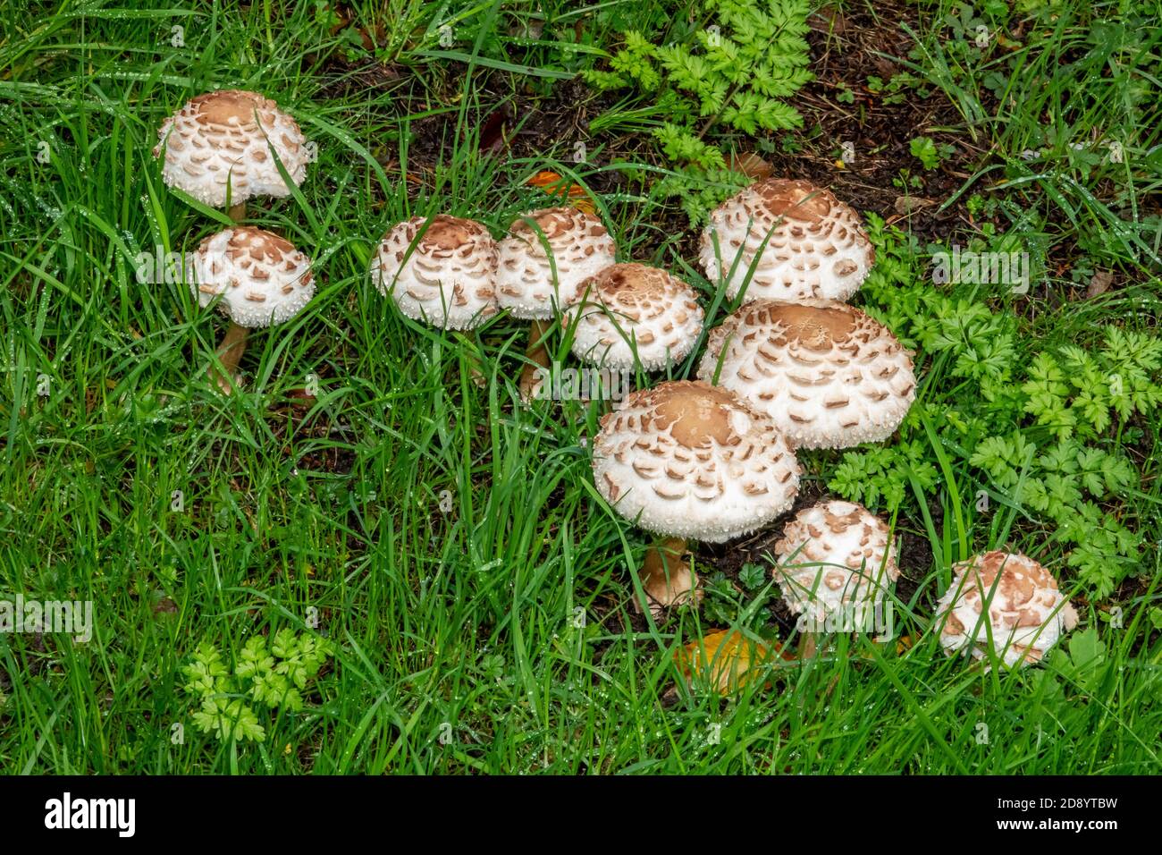 Parasol Mushroom a Suffolk, Regno Unito Foto Stock