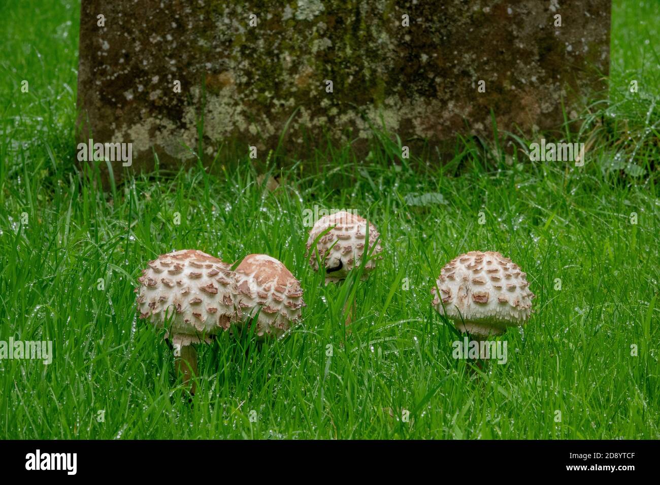 Parasol Mushroom a Suffolk, Regno Unito Foto Stock