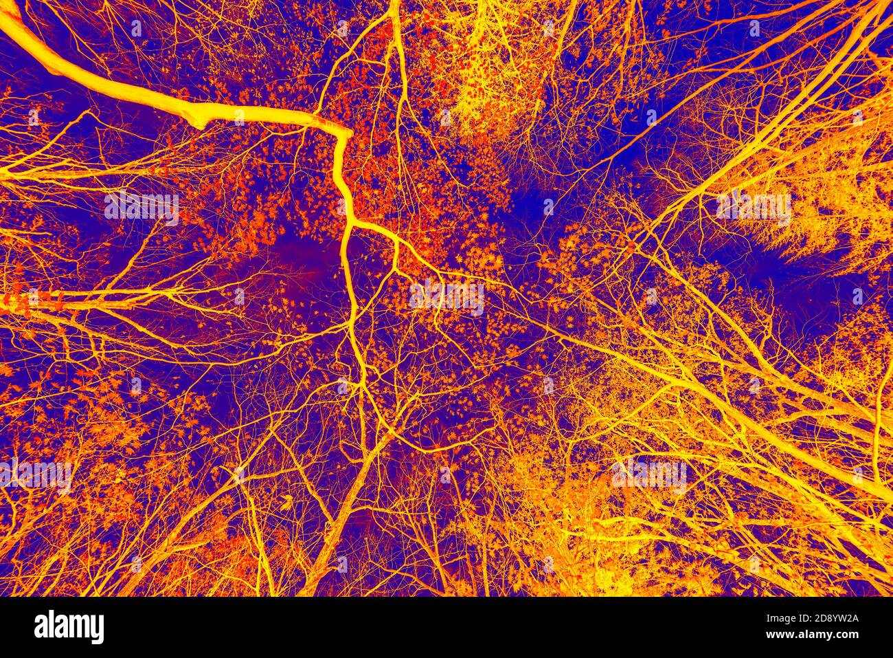 Silhouette di ramo su sfondo blu del cielo. Effetto Duo Tone. Foto Stock