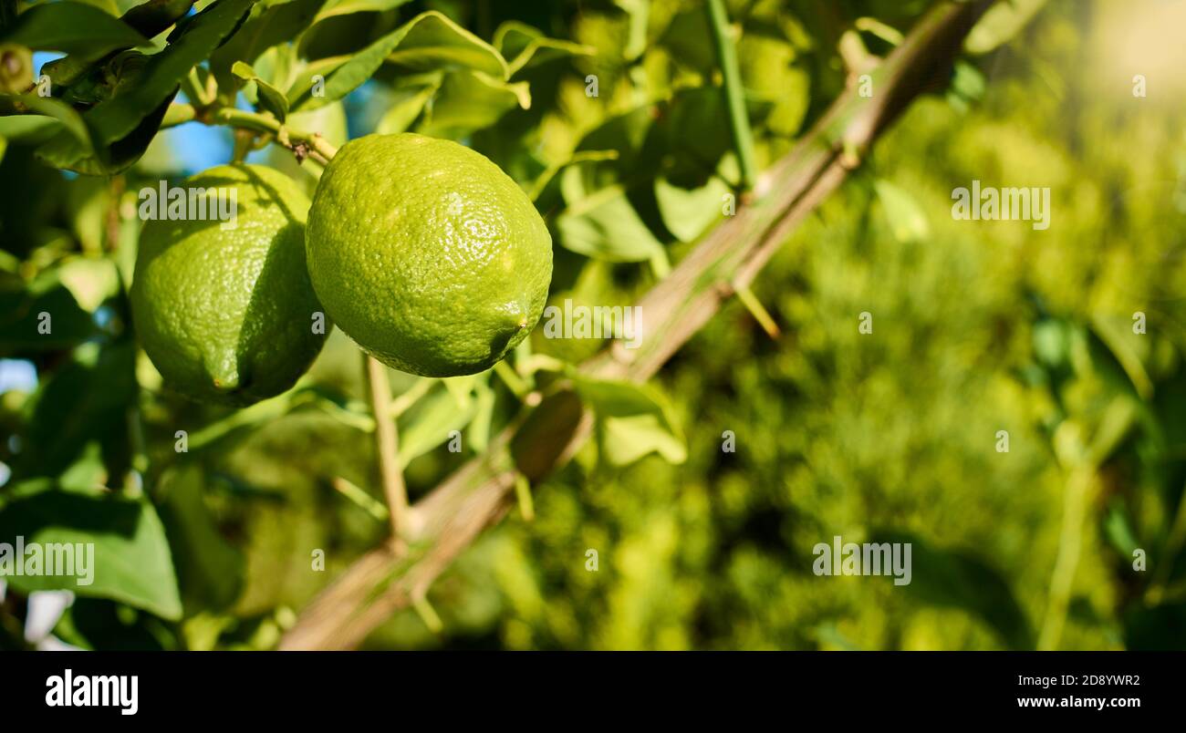 I limoni crescono e maturano sul ramo di un albero di limone, con foglie e rami sullo sfondo, in tonalità verde e gialla Foto Stock