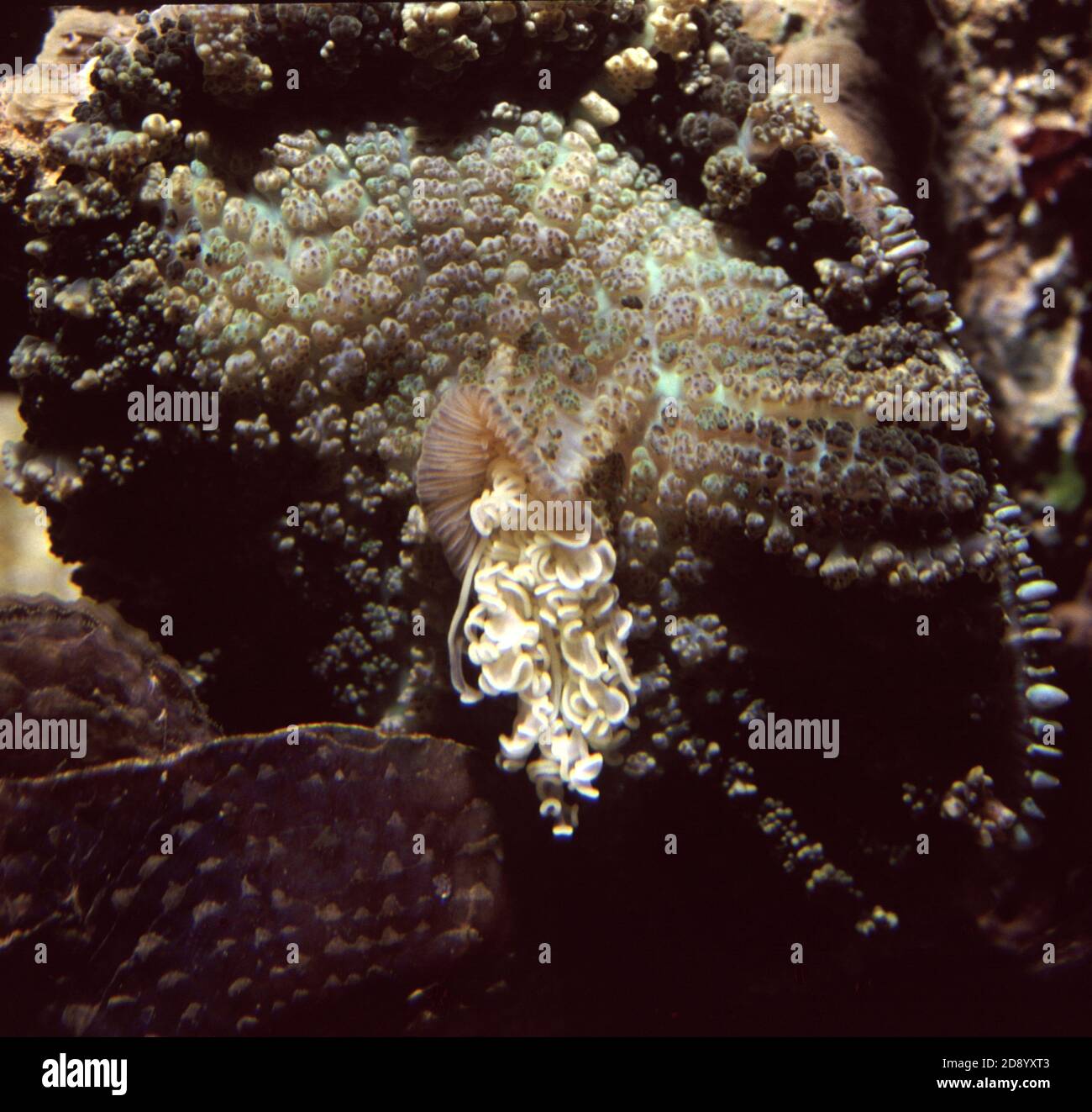 Reazione difensiva nel Discosoma sp. Corallo dei funghi (Corallimorpharia): Espulsione di filamenti mesenterici tossici Foto Stock