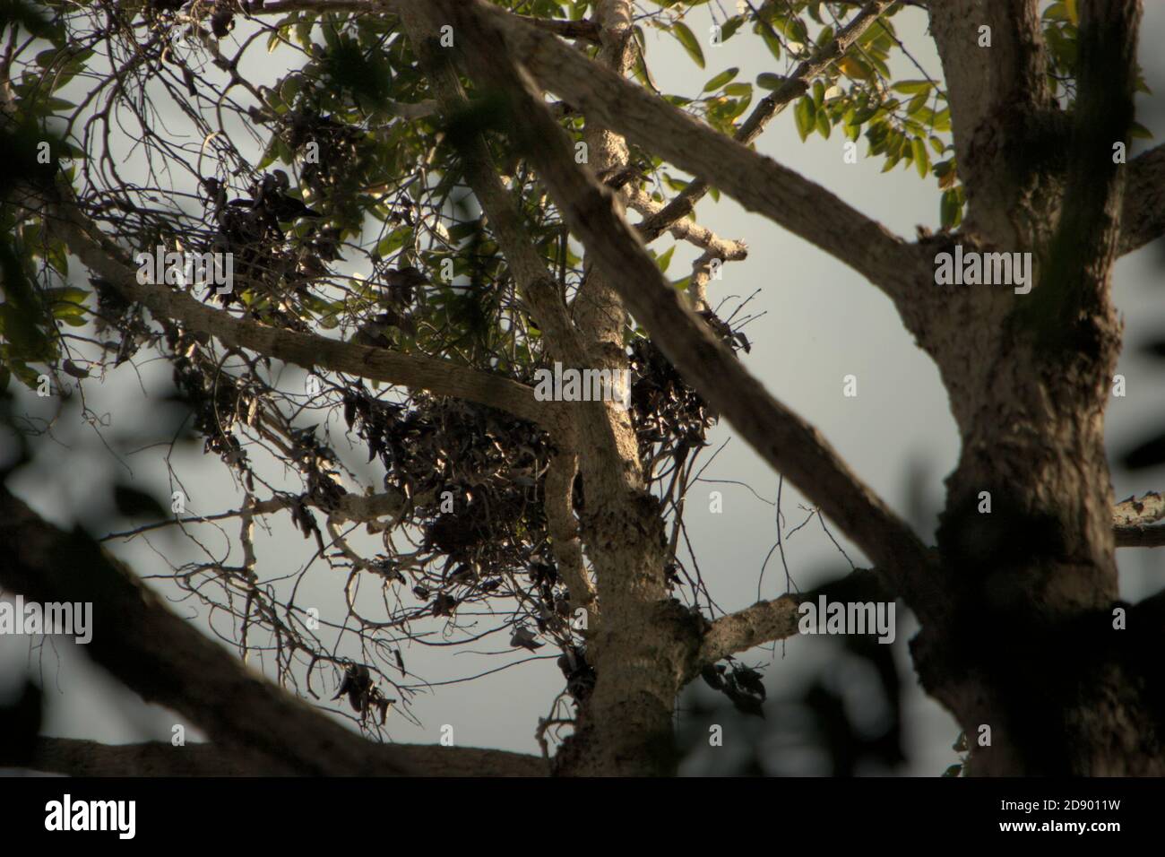 Un nido di fauna selvatica su una cima di un albero che è presumibilmente costruito e occupato da orangutan nella foresta di Batang Toru, Sumatra settentrionale, Indonesia. Foto Stock