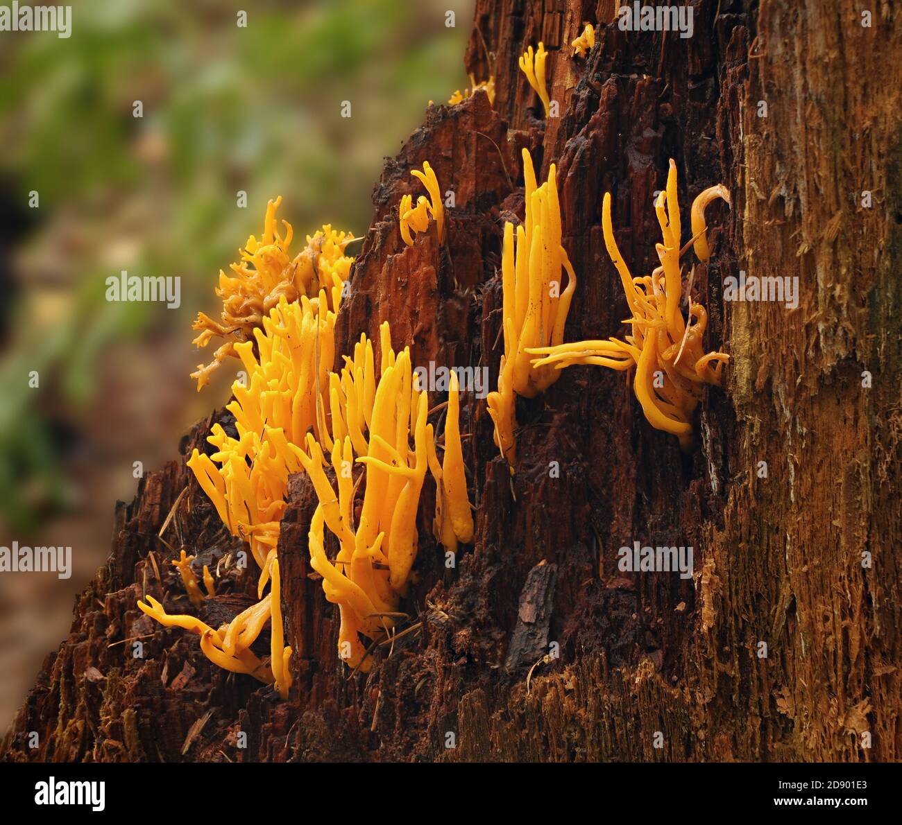 Giallo Stagshorn Calocera viscosa che cresce tipicamente su albero conifero marcio Stump nel bosco del Somerset UK Foto Stock