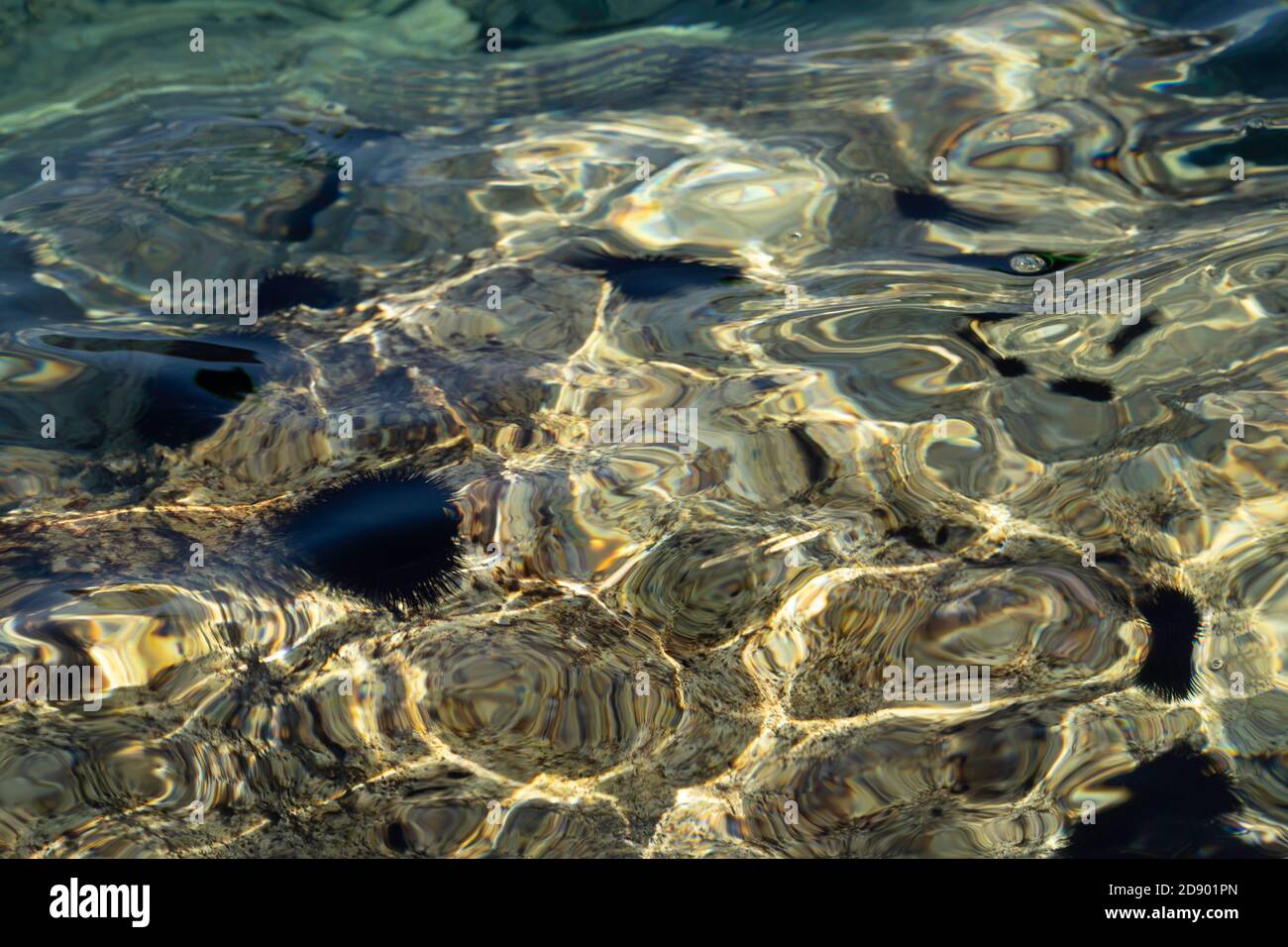 Riccio di mare sott'acqua Foto Stock