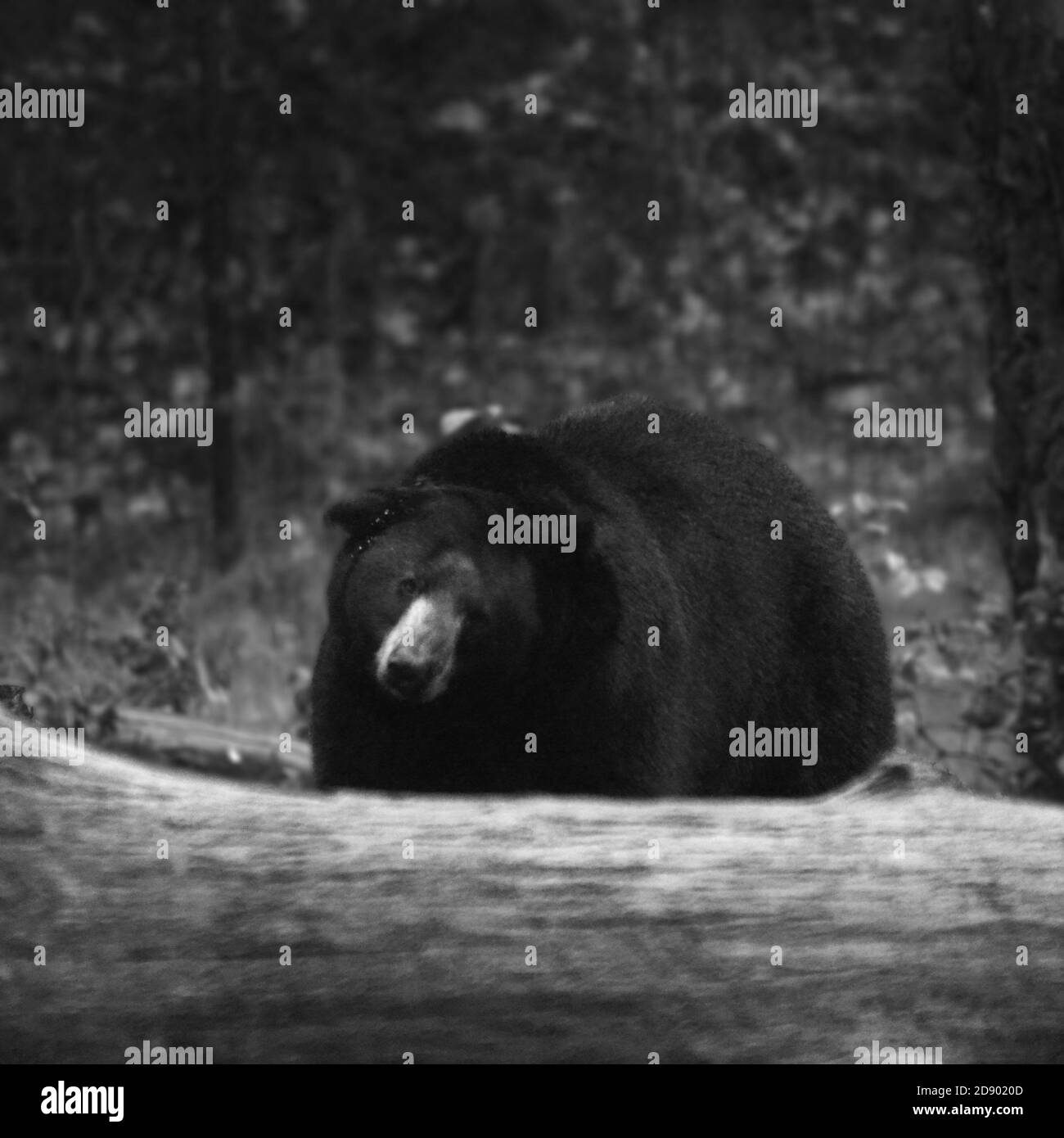 animali dello Zoo Foto Stock