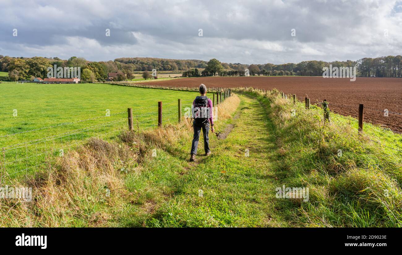 Camminatore femminile sul sentiero a lunga distanza del Gordano Somerset UK Foto Stock
