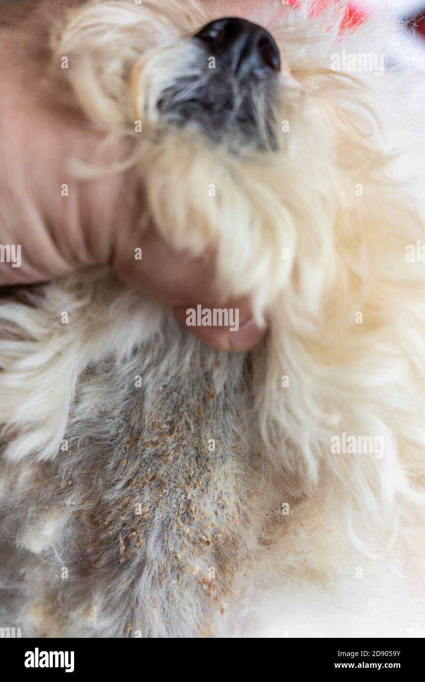 Vet esame della pelle del corpo del cane con infezione fungina da lievito cattivo Foto Stock