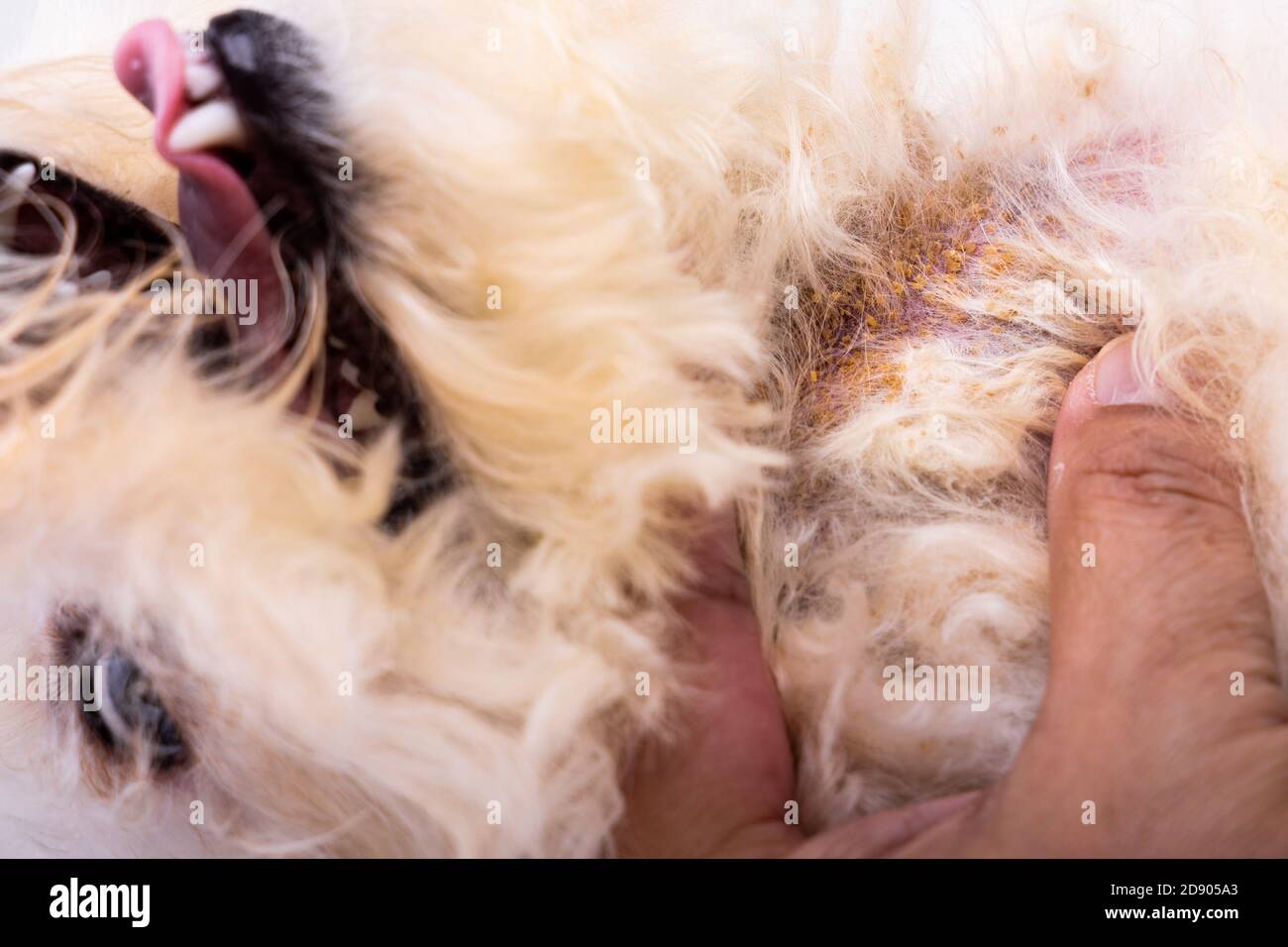 Vet esame della pelle del corpo del cane con infezione fungina da lievito cattivo Foto Stock