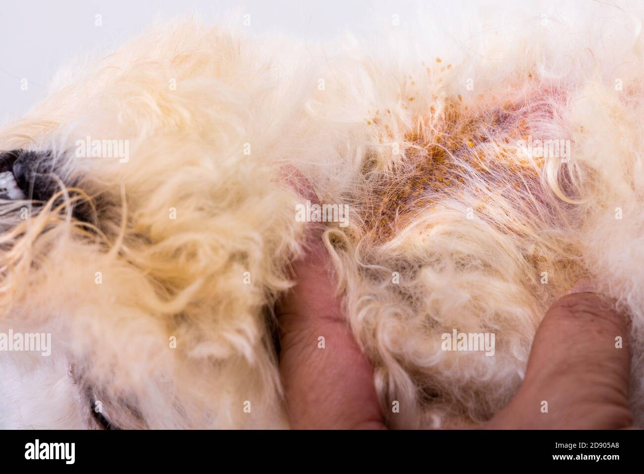 Vet esame della pelle del corpo del cane con infezione fungina da lievito cattivo Foto Stock