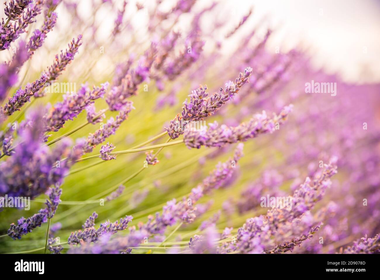 Campo di lavanda in estate. Fiori di lavanda al tramonto in Provenza, Francia. Vista della natura in primo piano, paesaggio floreale in fiore, paesaggio in fiore in estate Foto Stock