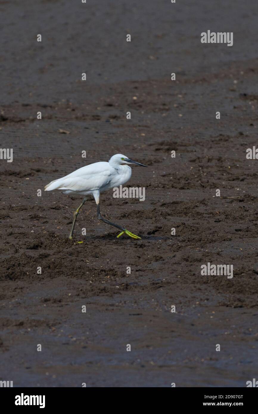 Una piccola garzetta Egret Egretta che attraversa una riva di fango su un fiume. Foto Stock