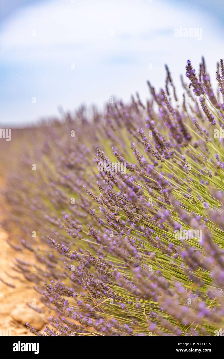Campo di lavanda in estate. Fiori di lavanda al tramonto in Provenza, Francia. Vista della natura in primo piano, paesaggio floreale in fiore, paesaggio in fiore in estate Foto Stock