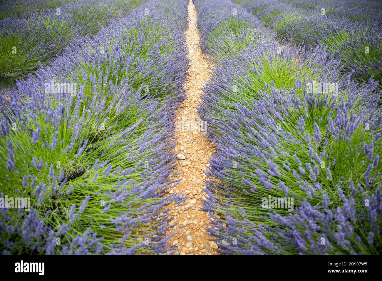 Campo di lavanda in estate. Fiori di lavanda al tramonto in Provenza, Francia. Vista della natura in primo piano, paesaggio floreale in fiore, paesaggio in fiore in estate Foto Stock