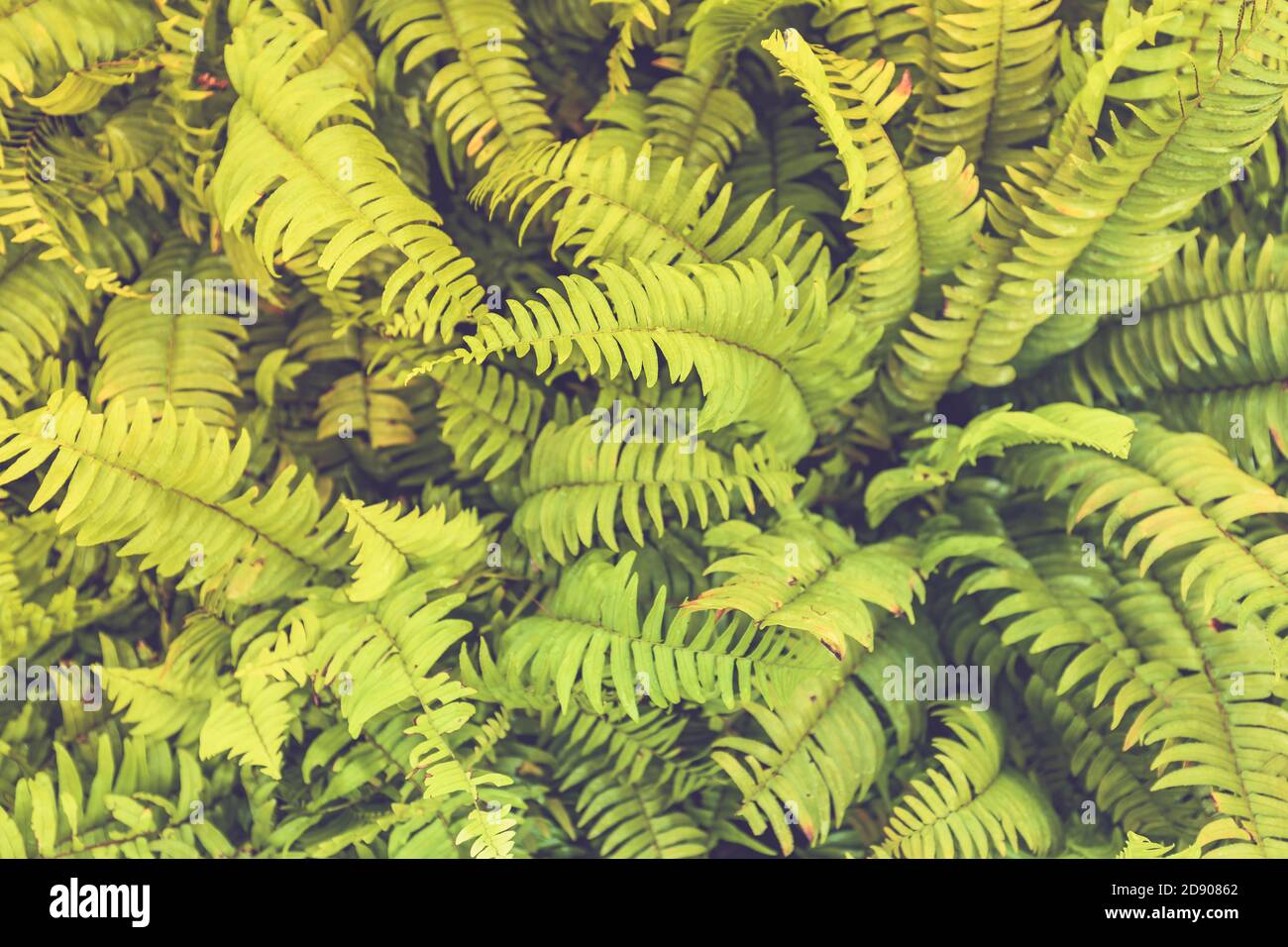 Vista macro dei petali di felce verdi. Verde pianta felce fiorito. Fern sullo sfondo di piante verdi. Descrizione astratta della natura Foto Stock