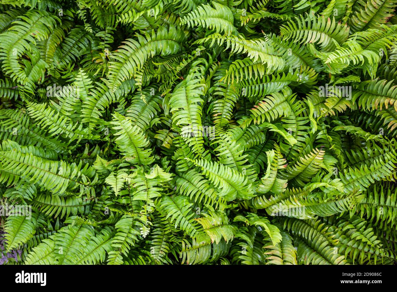 Vista macro dei petali di felce verdi. Verde pianta felce fiorito. Fern sullo sfondo di piante verdi. Descrizione astratta della natura Foto Stock