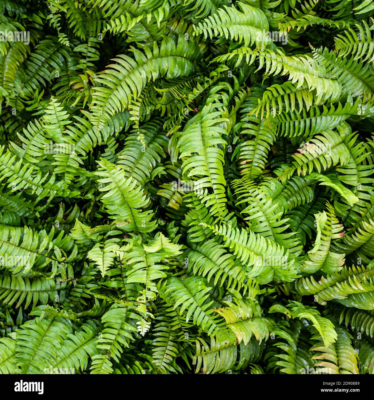 Vista macro dei petali di felce verdi. Verde pianta felce fiorito. Fern sullo sfondo di piante verdi. Descrizione astratta della natura Foto Stock